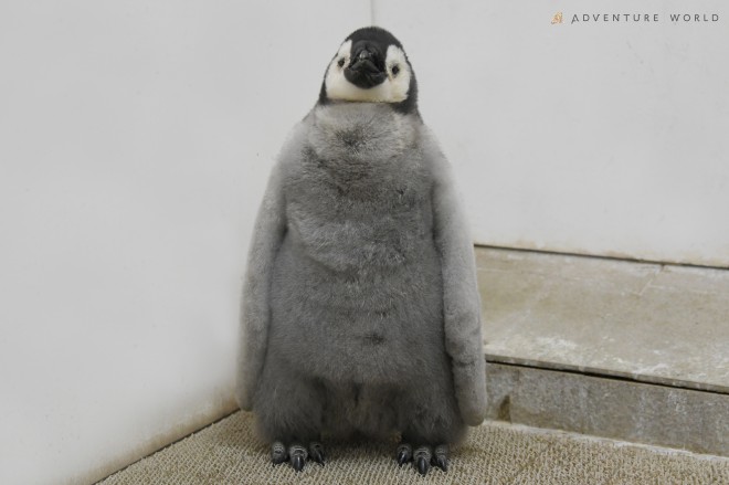 リアル コウペンちゃん ほわほわの赤ちゃんペンギンに反響 飼育員が驚いた おませさん な一面とは Oricon News