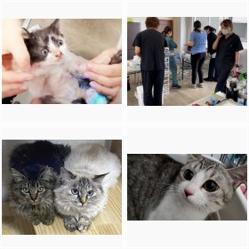 NPO法人『ねこけん』保護された猫たち2022フォトギャラリー