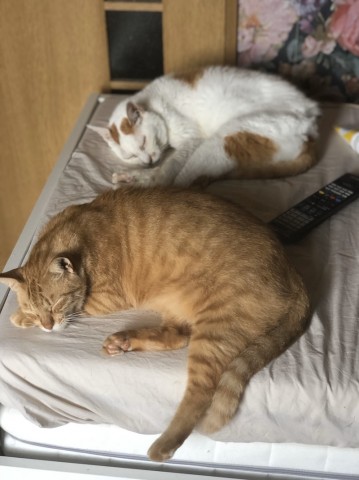 ���ԂƂ������ɑł������A�̂�т萶���𑗂� �˂�����u���O���