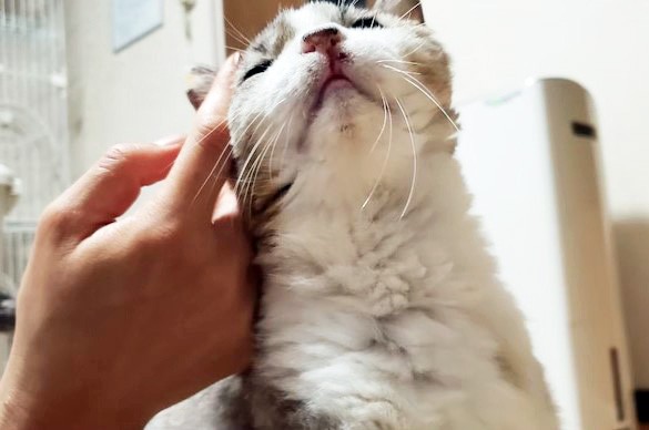 最期までがんばった 病気で見捨てられた 抗がん剤治療も耐えた甘えん坊猫の穏やかな旅立ち Oricon News