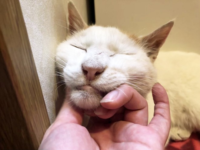 AT����ɂ��������A���₩�ȓ��X