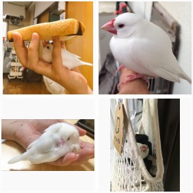 飼い主さんに撫でられたい…白文鳥・スティーブンちゃんのフォトギャラリー