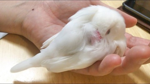 ���ɂ̃����b�N�X�`�ԁu�w�Q�v �ʐ^�񋟁F�X�J�E�^�[����^��[������