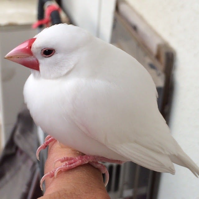 �ی삵�������A�z�B������̎w�ɏ���Ă镶�� �ʐ^�񋟁F�X�J�E�^�[����^��[������