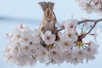 桜とスズメのキュートなおしり
