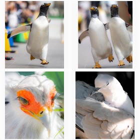 ペンギンが飛んだ! るいずさん撮影の鳥ショットの数々