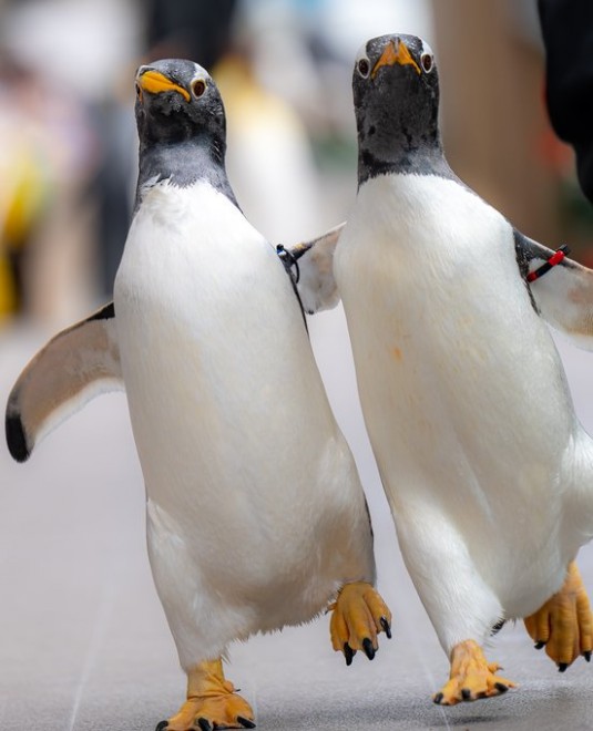 画像・写真 | ペンギンが飛んだ！ るいずさん撮影の鳥ショットの数々 3 