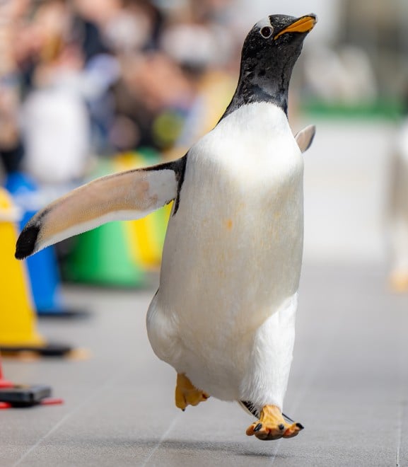 ペンギンが飛んだ 奇跡の1枚に反響 躍動感あふれる姿を激写した撮影者の思い Oricon News