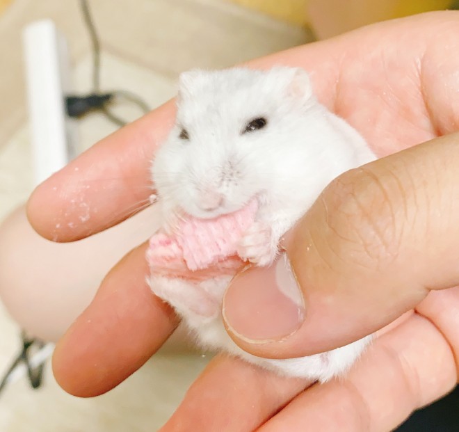 �摜�񋟁F�݂݂߂߂����