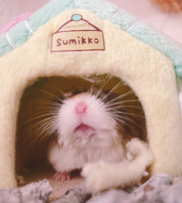 �摜�񋟁F�݂݂߂߂����