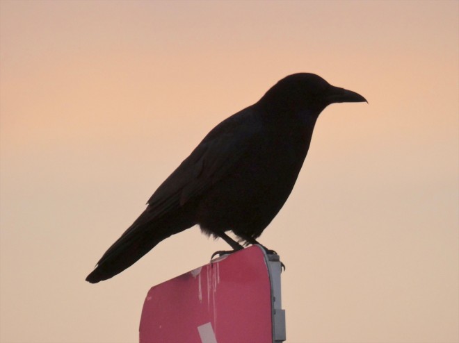 動物界最強の悪役 エンタメコンテンツにおける不吉の象徴 カラスの役割とその実態 Oricon News