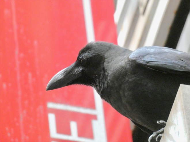 動物界最強の悪役 エンタメコンテンツにおける不吉の象徴 カラスの役割とその実態 Oricon News