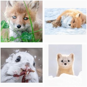 平井葉月さん撮影 北海道の動物たち