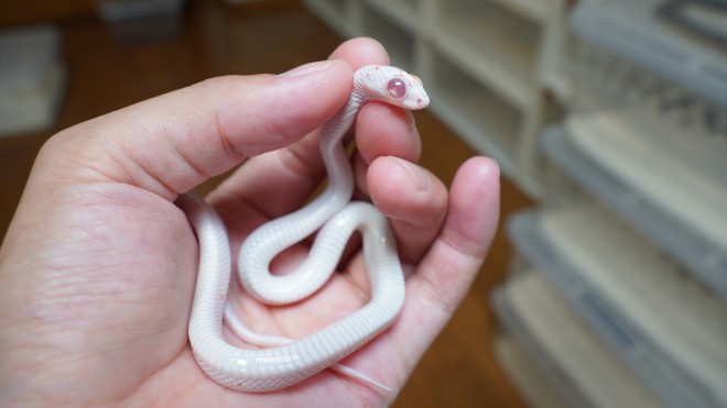 脱皮がめんどくさくて飼い主にやらせるヘビ動画に530万再生 60匹飼育するヘビたちのことは 家族とはまた違う感覚 2ページ目 Oricon News