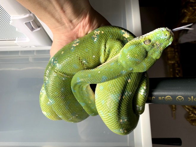 画像 写真 真夜中のビバリウムさんとヘビたちのフォトギャラリー 7枚目 Oricon News