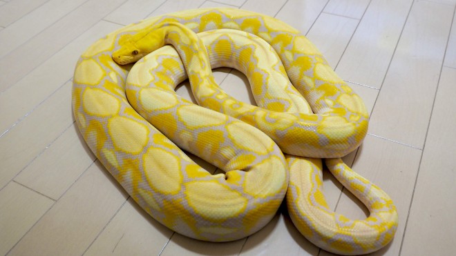 画像 写真 真夜中のビバリウムさんとヘビたちのフォトギャラリー 8枚目 Oricon News