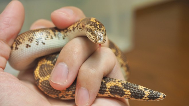 画像 写真 真夜中のビバリウムさんとヘビたちのフォトギャラリー 12枚目 Oricon News