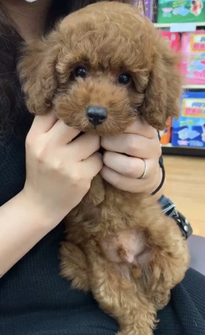 �����N�Œ��ǂ��̂ۂ񂽂���Ƒ��q����