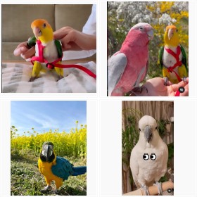 器用にハーネスを着け散歩するすーたん ほか色とりどりの7羽のフォトギャラリー