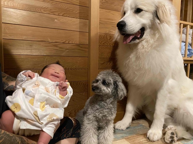 天使キッズ 生後1ヵ月の赤ちゃんに ベッド扱い されるモフモフ大型犬に反響 シン もののけ姫 夢のベッド Oricon News