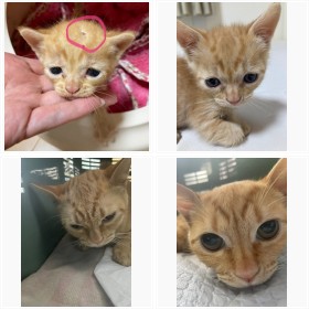 NPO法人『ねこけん』保護された猫たち2023フォトギャラリー