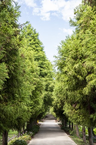 �؍��h���}�w�~�̃\�i�^�x���P�n�E��}���i�i�~�\���j�iC�j�؍��ό����� 