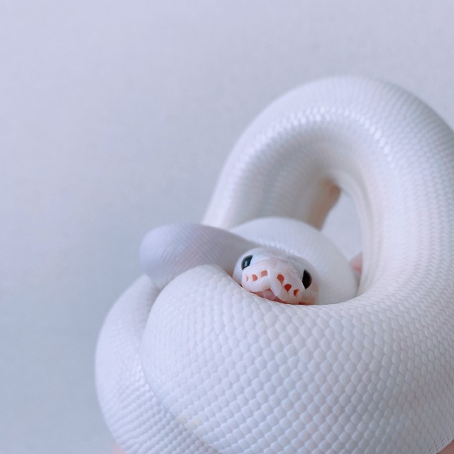 ヘビってこんなに可愛いの？」プリティキュートな白ヘビちゃん 宝くじ