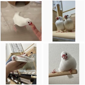 【鳥】白文鳥のコッコちゃん