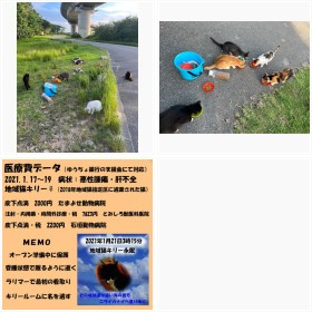 石垣島の保護団体『Cat nursery Larimar』 島の公園に捨てられた猫たち