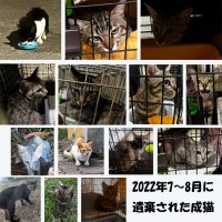 2022年7月〜8月に遺棄された成猫たち