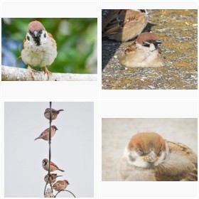 カヤさん撮影の【スズメ】ショット