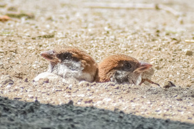 鳥連載】「え、溶けてる？」液体化したスズメがまるで小籠包「鳥の 