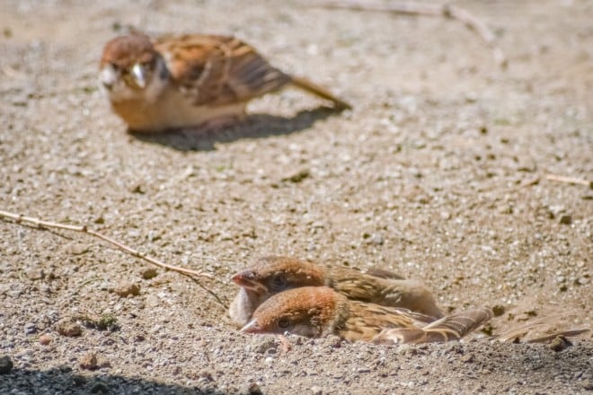 ���V�ђ��̃X�Y�� ��kaya_kotori