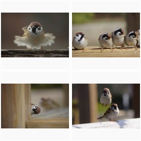 中野さとるさん撮影の【スズメ】ショット