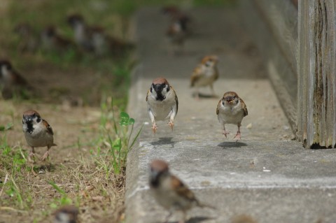  �i���삳�Ƃ� ��onakan_s�j