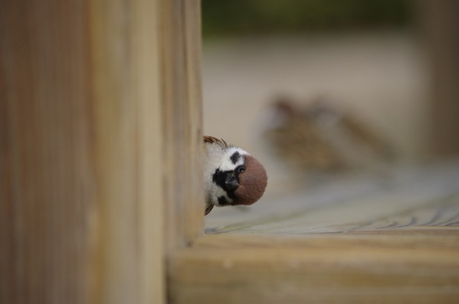  �i���삳�Ƃ� ��onakan_s�j