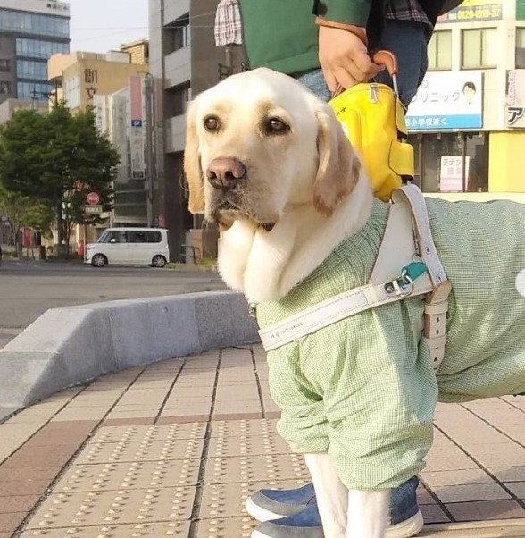 ストア 日本 ペット 遅れ