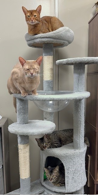 しおねこ 余命2日”半身不随の子猫が1年で驚きの成長 会社猫7匹で