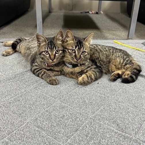 のりねこ様 お直し のりちゃん【お茶の水】 | ネコリパブリック｜日本の猫の殺処分をゼロに！