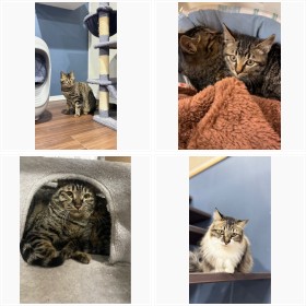 ��Ղ̔L�̂��̌�