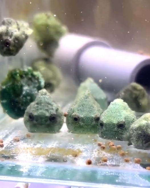 �_���S�E�I�iInstagram�u���񂲂ނ��߁v���^@dangomusume1�j 