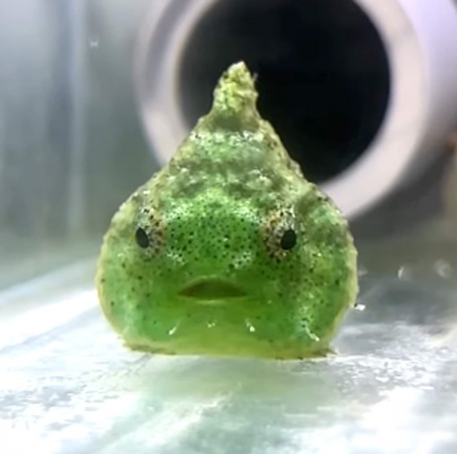 �_���S�E�I�iInstagram�u���񂲂ނ��߁v���^@dangomusume1�j 