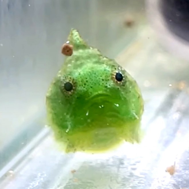 �_���S�E�I�iInstagram�u���񂲂ނ��߁v���^@dangomusume1�j 