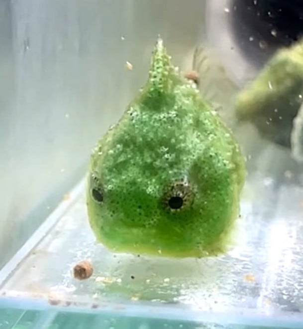 �_���S�E�I�iInstagram�u���񂲂ނ��߁v���^@dangomusume1�j 