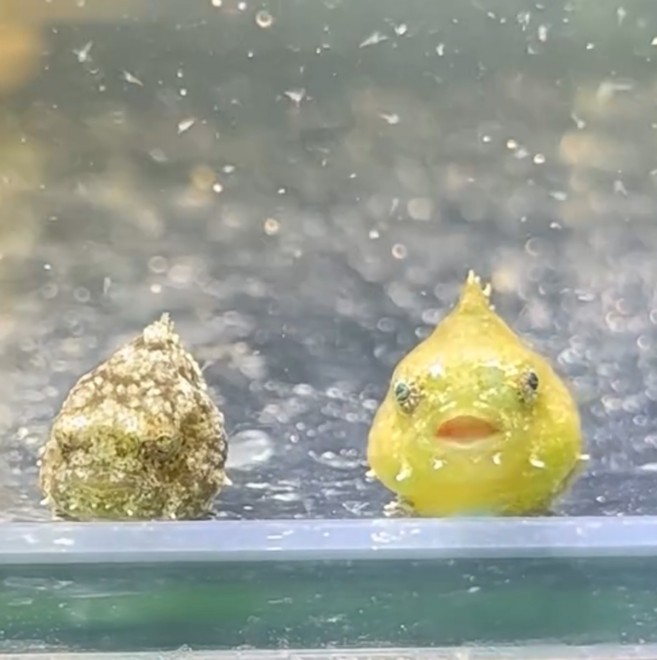 �_���S�E�I�iInstagram�u���񂲂ނ��߁v���^@dangomusume1�j 