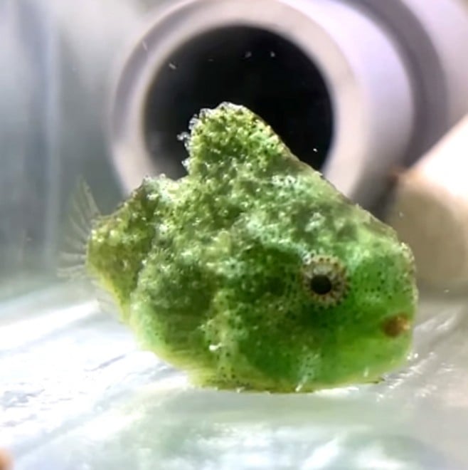 �_���S�E�I�iInstagram�u���񂲂ނ��߁v���^@dangomusume1�j 