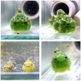 �_���S�E�I�̃t�H�g�M�������[