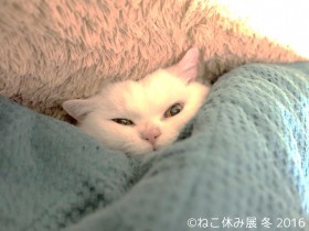 �g�l�R�m�~�N�X�h�����f�B�A��Ȋ��@��O�̔L�u�[�������̃��P�Ƃ́H