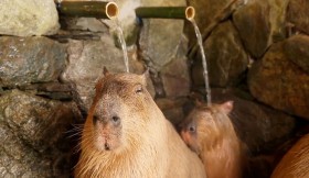 �����n�J�s�o���ƒ��ڂ̃l�o�������R���{�@���Ă��邾���ň��S����!?����ɔ���