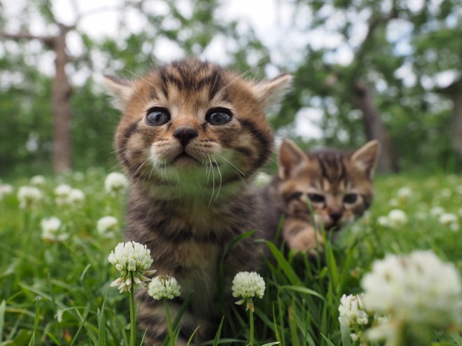 劇場版 世界ネコ歩き 公開 動物写真家 岩合光昭が教える猫の撮り方の極意とは 2ページ目 Oricon News